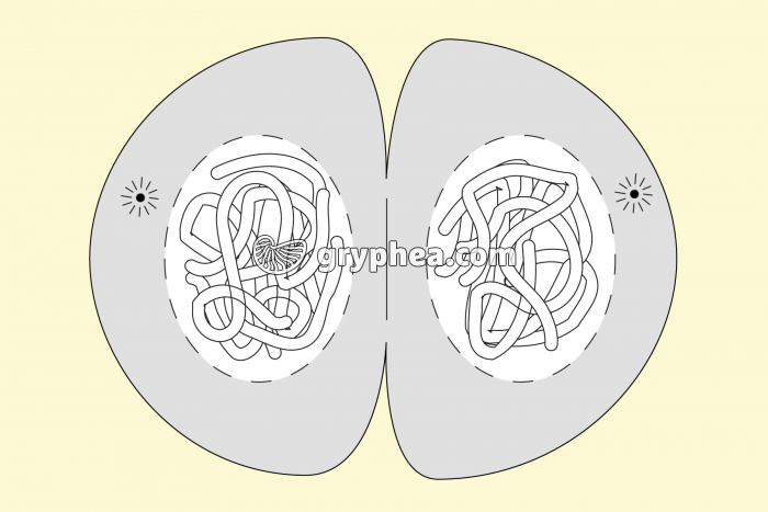 Etape 5 de la mitose dans une cellule animale - vue à colorier et annoter - gryphea.org